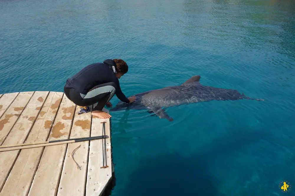 Eilat dolphin reef Israel 102015 34 Israël le sud avec enfants Eilat Négev | Blog VOYAGES ET ENFANTS