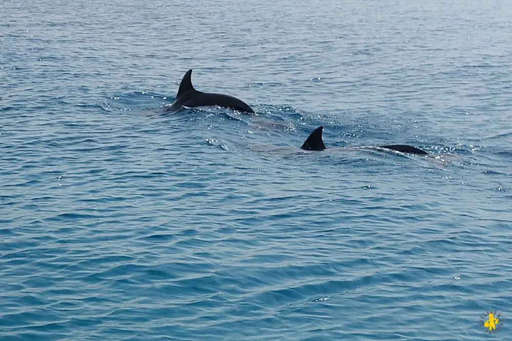 Eilat dolphin reef Israel 10.2015 (36)