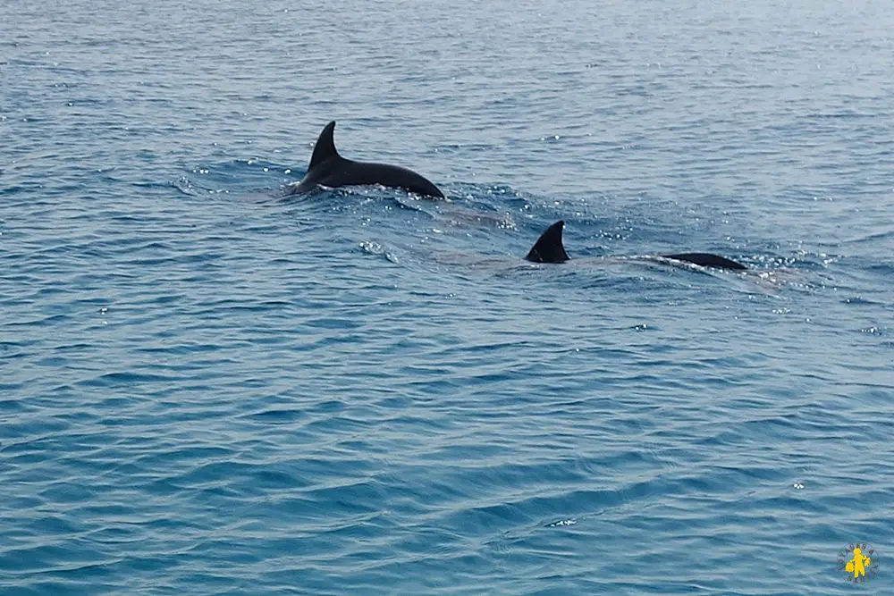 Eilat dolphin reef Israel 102015 36 Israël le sud avec enfants Eilat Négev | Blog VOYAGES ET ENFANTS