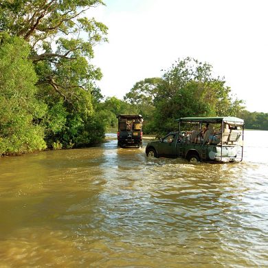Top 5 des safaris en famille