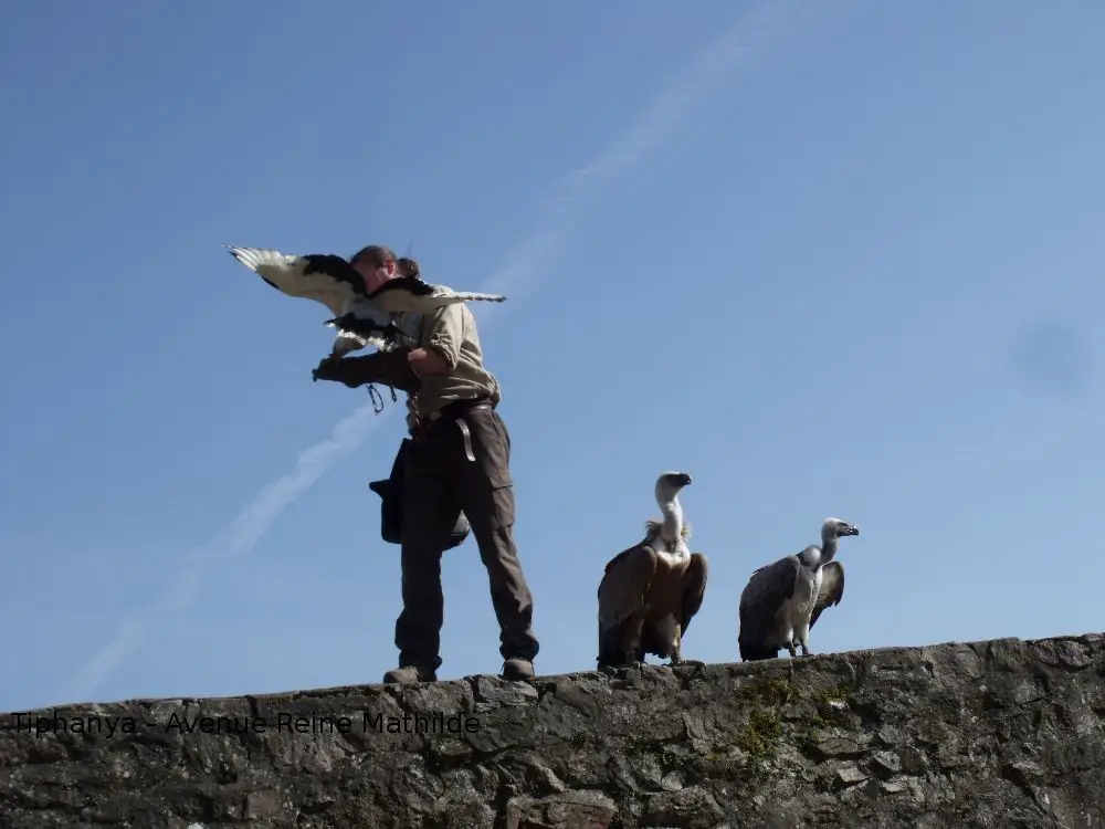 Alsace en famille volerie des aigles Alsace en famille activités visites | Blog VOYAGES ET ENFANTS