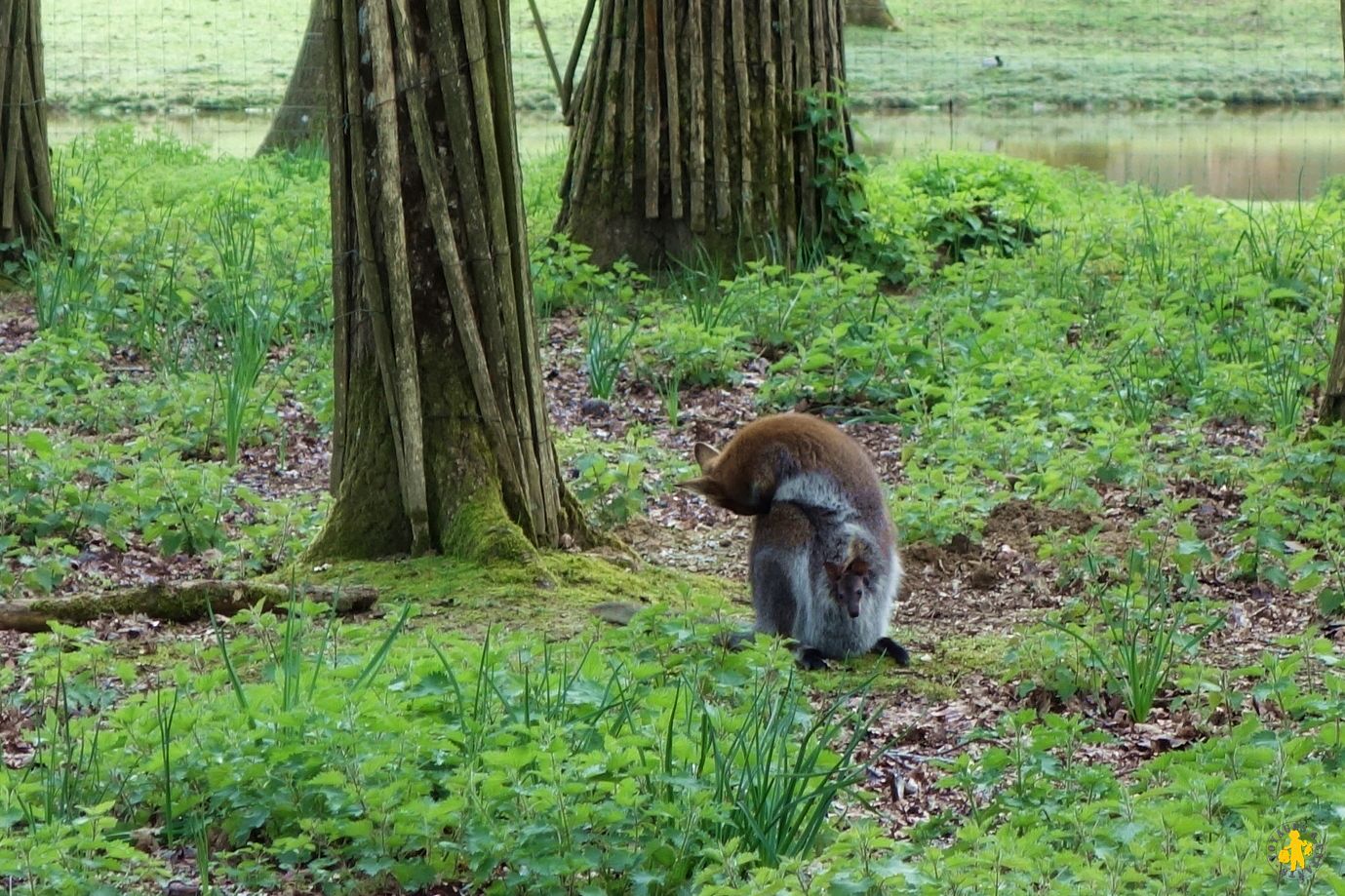 20160413B Berry Parc animalier la Haute Touche 39 Berry en famille road trip en 1 semaine de vacances | Blog VOYAGES ET ENFANTS