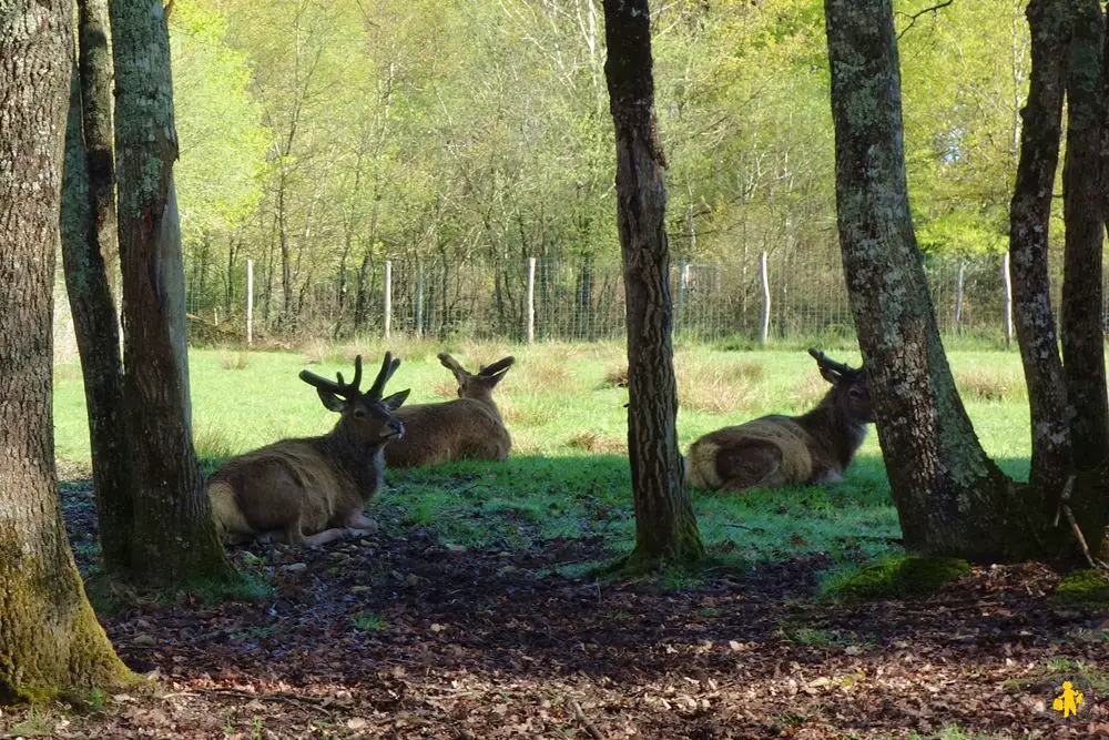 20160413B Berry Parc animalier la Haute Touche 5 Vacances de printemps où partir en famille | Blog VOYAGES ET ENFANTS