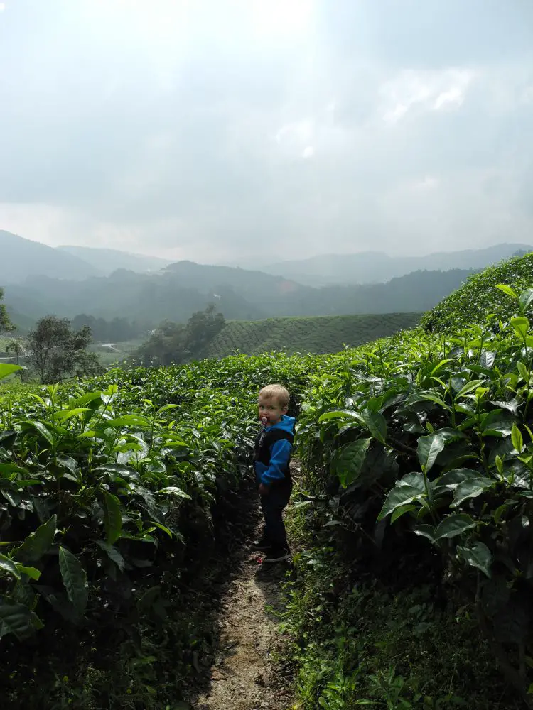 dscn6348 Malaisie Kuala Lumpur Cameron Highlands en famille | Blog VOYAGES ET ENFANTS