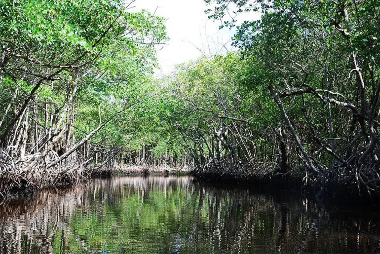 Everglades en famille