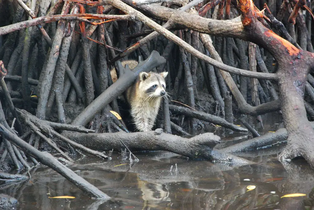 Les everglades en famille Visiter les Everglades en famille Floride VOYAGES ET ENFANTS