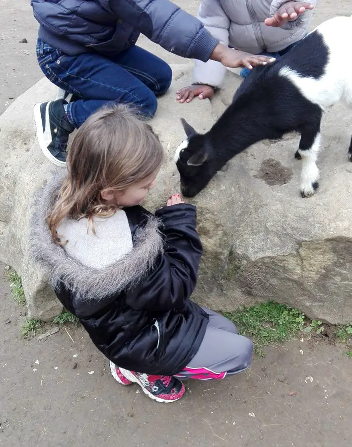 sortie famille parc des felins seine et marne voyages et enfants 1 Parc des félins en famille Lumigny | Blog VOYAGES ET ENFANTS