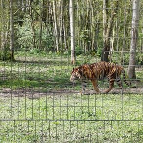 Parc des félins en famille Lumigny | Blog VOYAGES ET ENFANTS