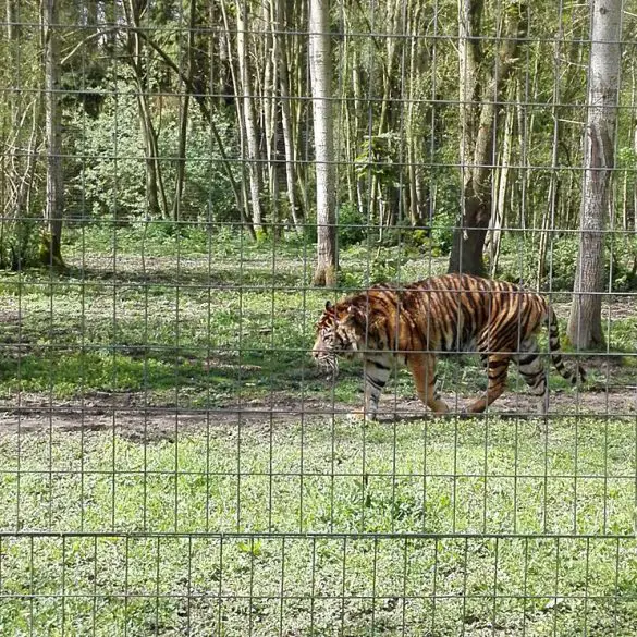 Le Parc des félins en famille - Seine et Marne