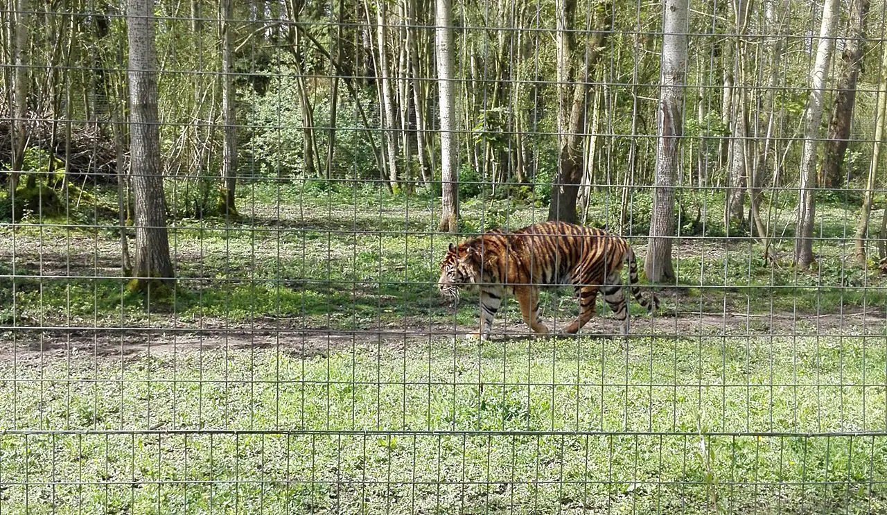 sortie famille parc des felins seine et marne voyages et enfants 2 Parc des félins en famille Lumigny | Blog VOYAGES ET ENFANTS