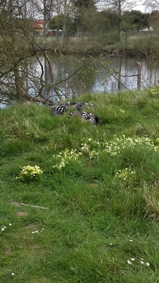 sortie famille parc des felins seine et marne voyages et enfants 5 Parc des félins en famille Lumigny | Blog VOYAGES ET ENFANTS