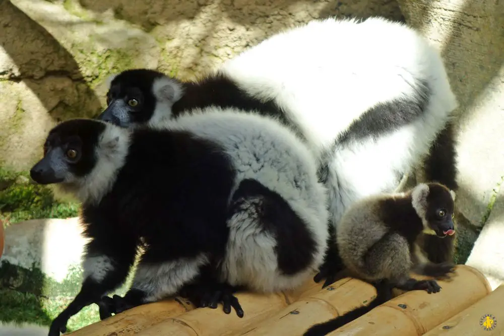 Benidorm Mundomar lemur à criniere avec les enfants