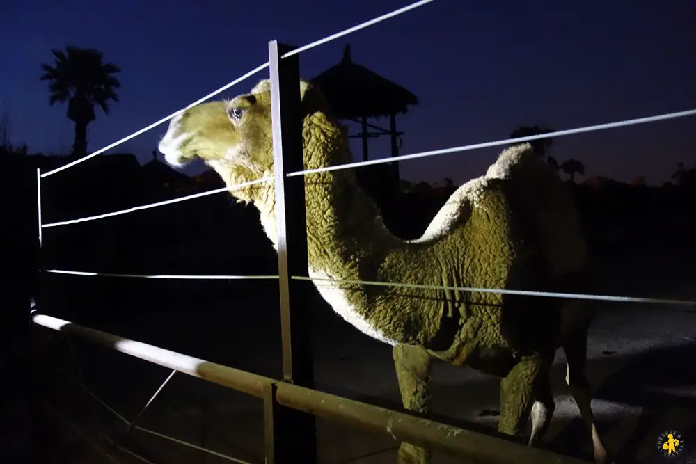 Benidorm Terra Natura Zoo by night Parcs animaliers à Benidorm en famille | Blog VOYAGES ET ENFANTS