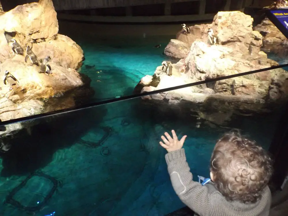 aquarium boston Boston Nouvelle Orléans en famille | VOYAGES ET ENFANTS