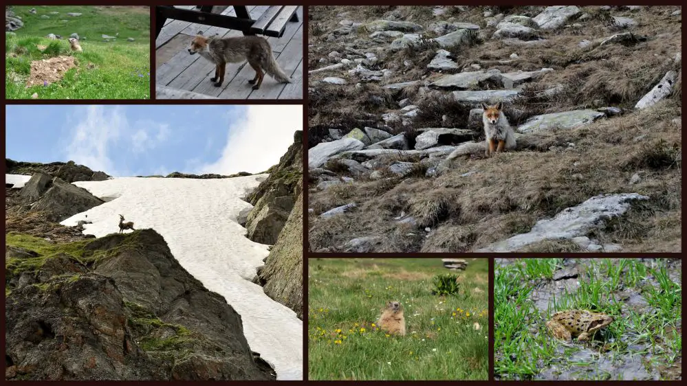 les animaux de vanoise compressed La Savoie en famille | Blog VOYAGES ET ENFANTS