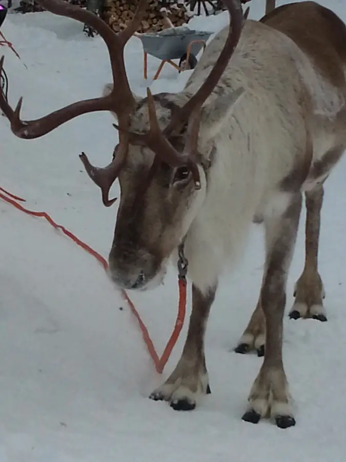 20140113 111343 e1476864387457 Voyage Finlande en famille en hiver | Blog VOYAGES ET ENFANTS