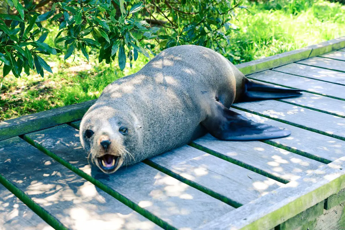 kaikoura Nouvelle Zélande en camping car en famille | Blog VOYAGES ET ENFANTS