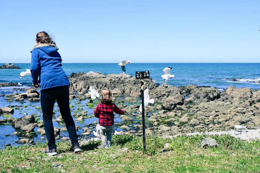 mouettes Nouvelle Zélande en camping car en famille | Blog VOYAGES ET ENFANTS