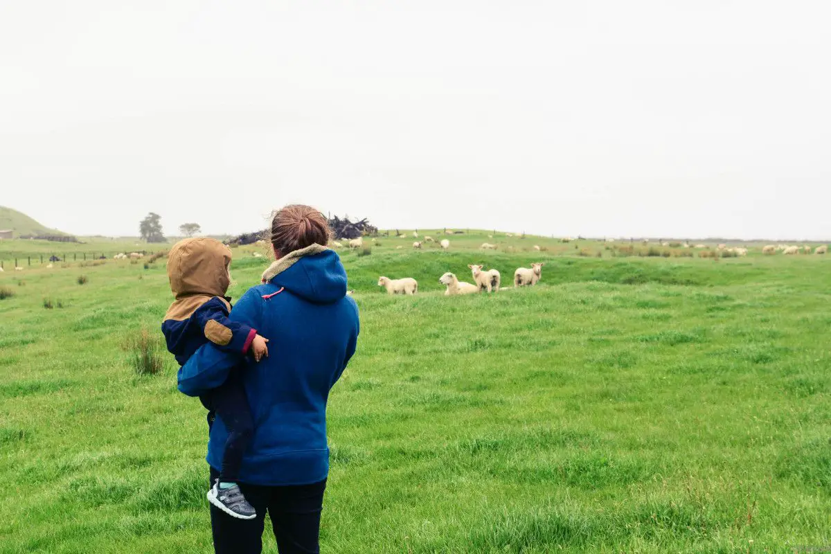 moutons Nouvelle Zélande en camping car en famille | Blog VOYAGES ET ENFANTS