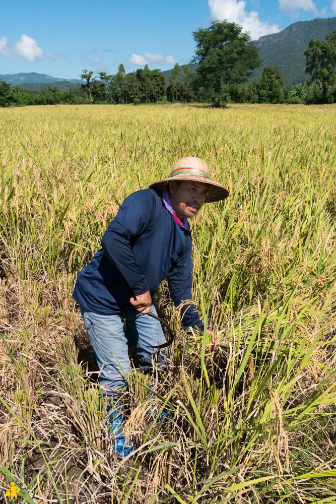 2016 11 13 thailande chiang khan dansai 185 12016 11 13 thailande chiang khan dansai raw Loei en famille Thailande hors sentier battus | Blog VOYAGES ET ENFANTS