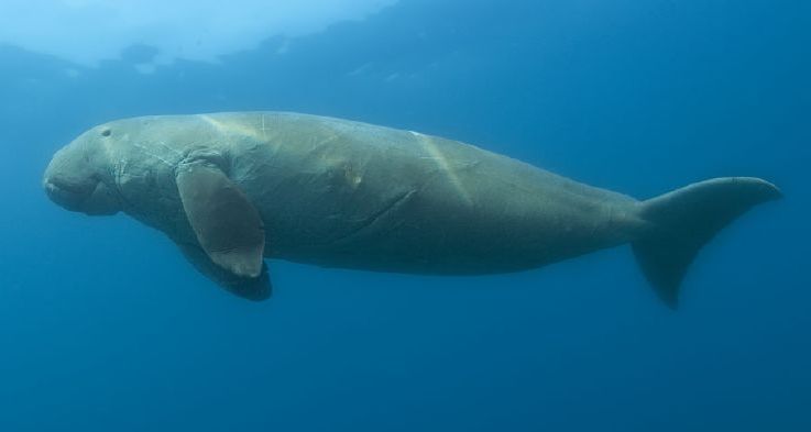 Dugong dugon Sud Thaïlande hors sentiers battus Trang Koh Muk Ko Kradan