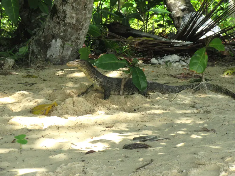 Varan Voyage en Malaisie en famille témoignage complet