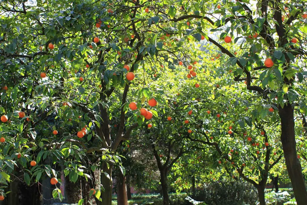 orangers seville Visiter lAndalousie en famille Séville et Malaga