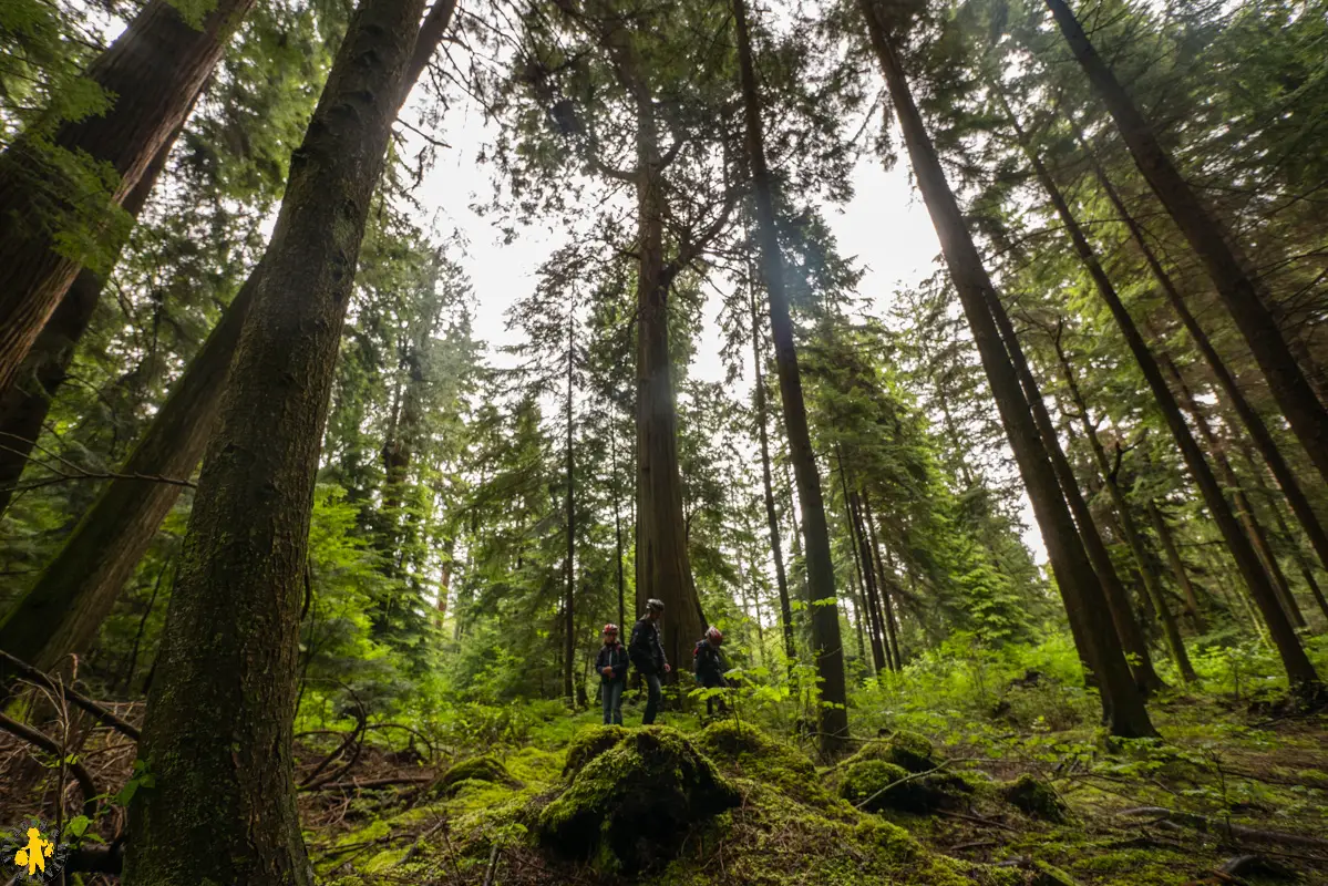 Vancouver en famille arbre géant du Stanley Parc
