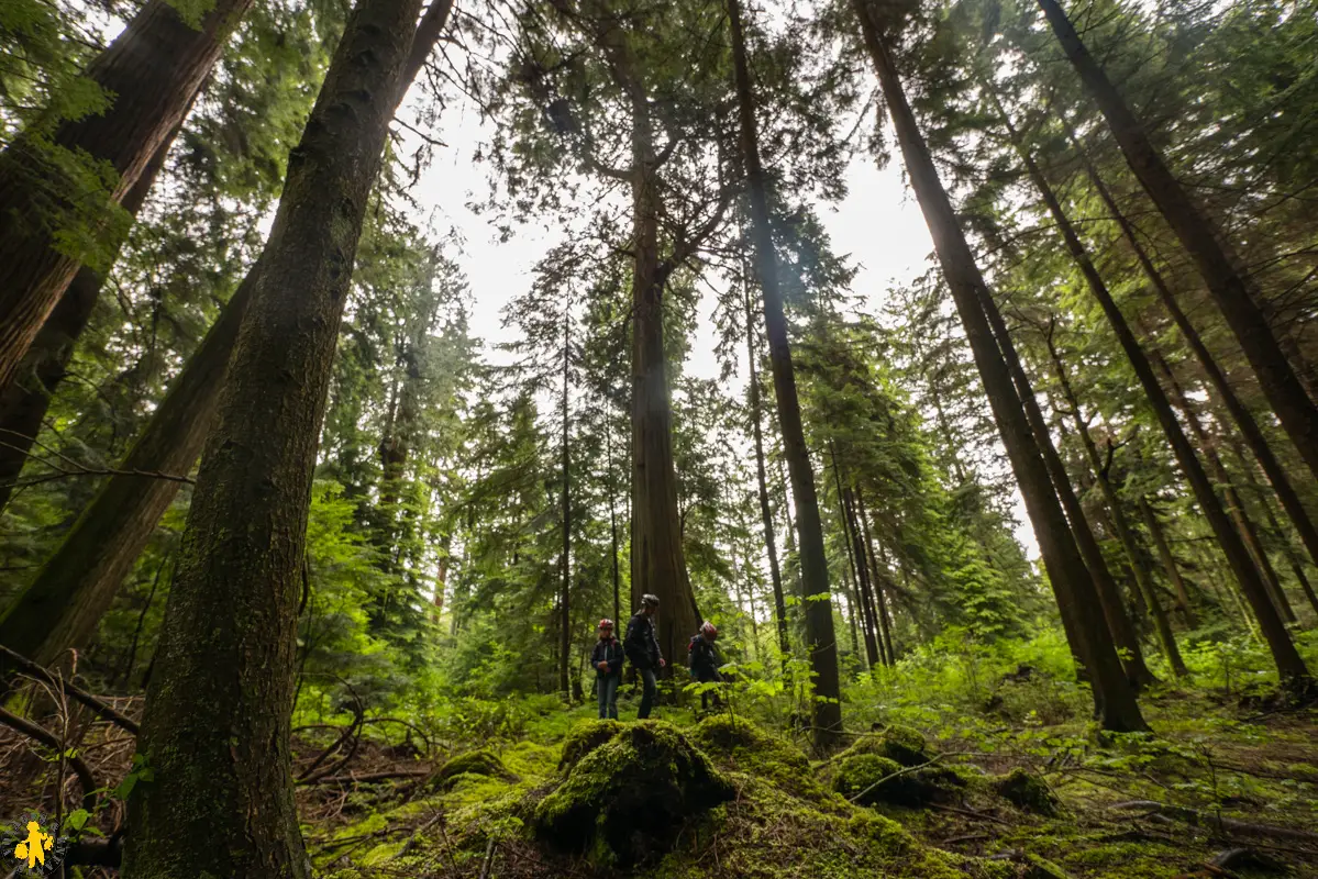 Vancouver en famille arbre géant du Stanley Parc Visiter Vancouver en famille | Blog VOYAGES ET ENFANTS