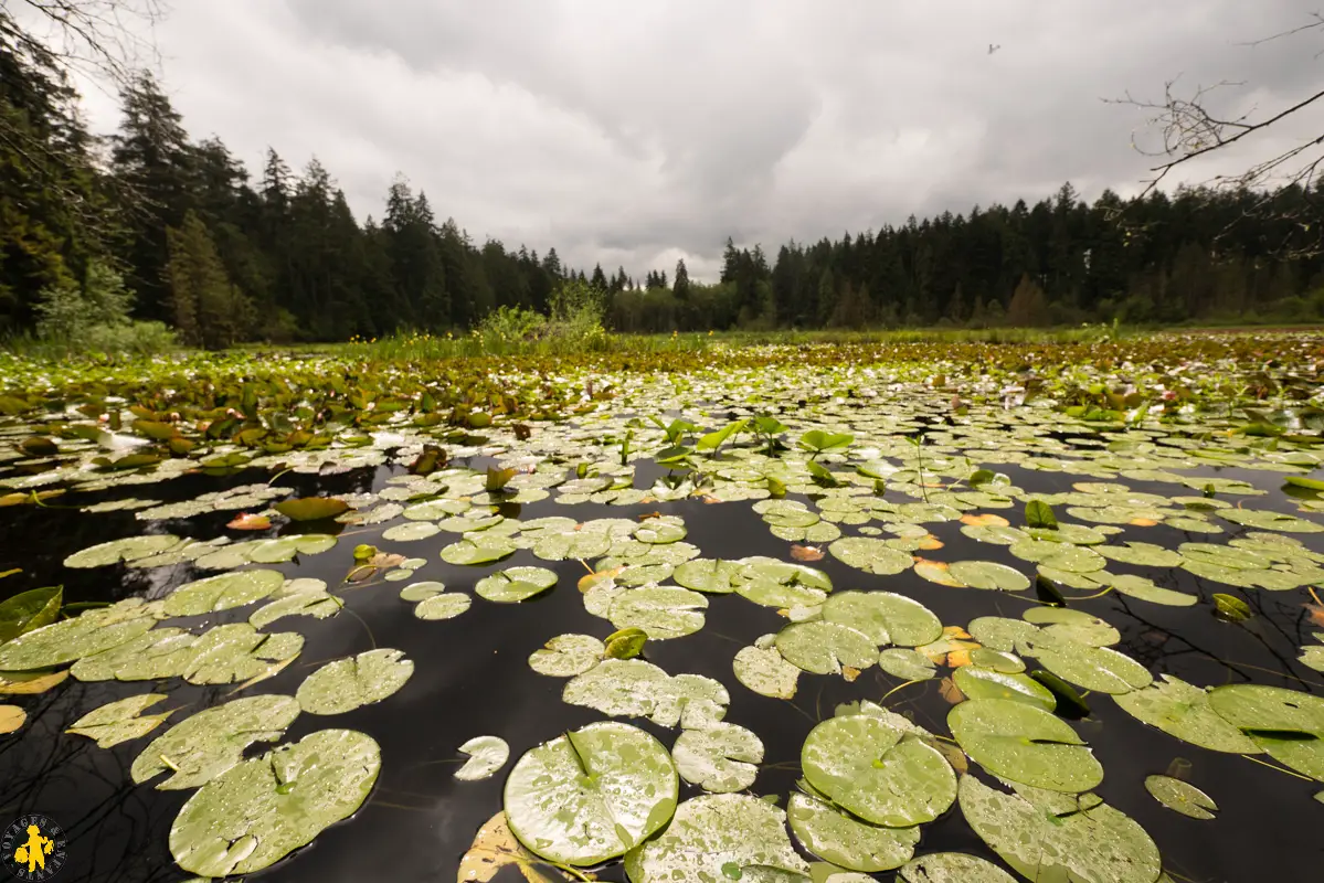 20170602 Ouest canadien Vancouver 1 Stanley park 28 120170601 Ouest canada Visiter Vancouver en famille | Blog VOYAGES ET ENFANTS