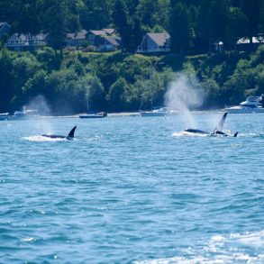 Victoria: Capitale sur l'eau