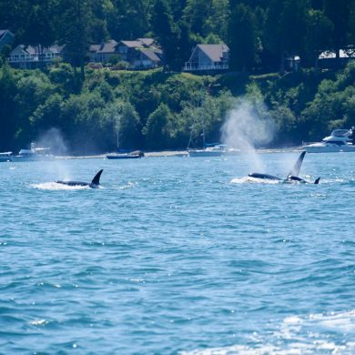 Victoria: Capitale sur l'eau