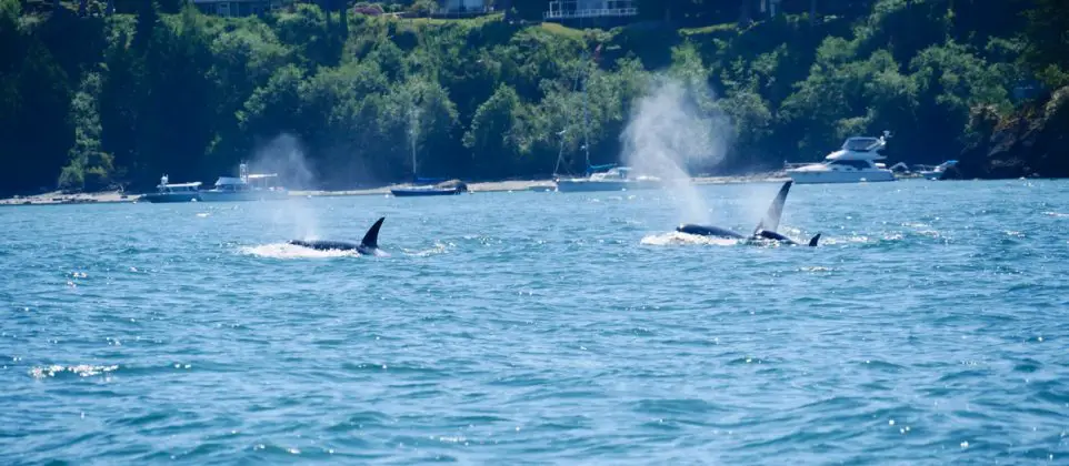 Victoria: Capitale sur l’eau