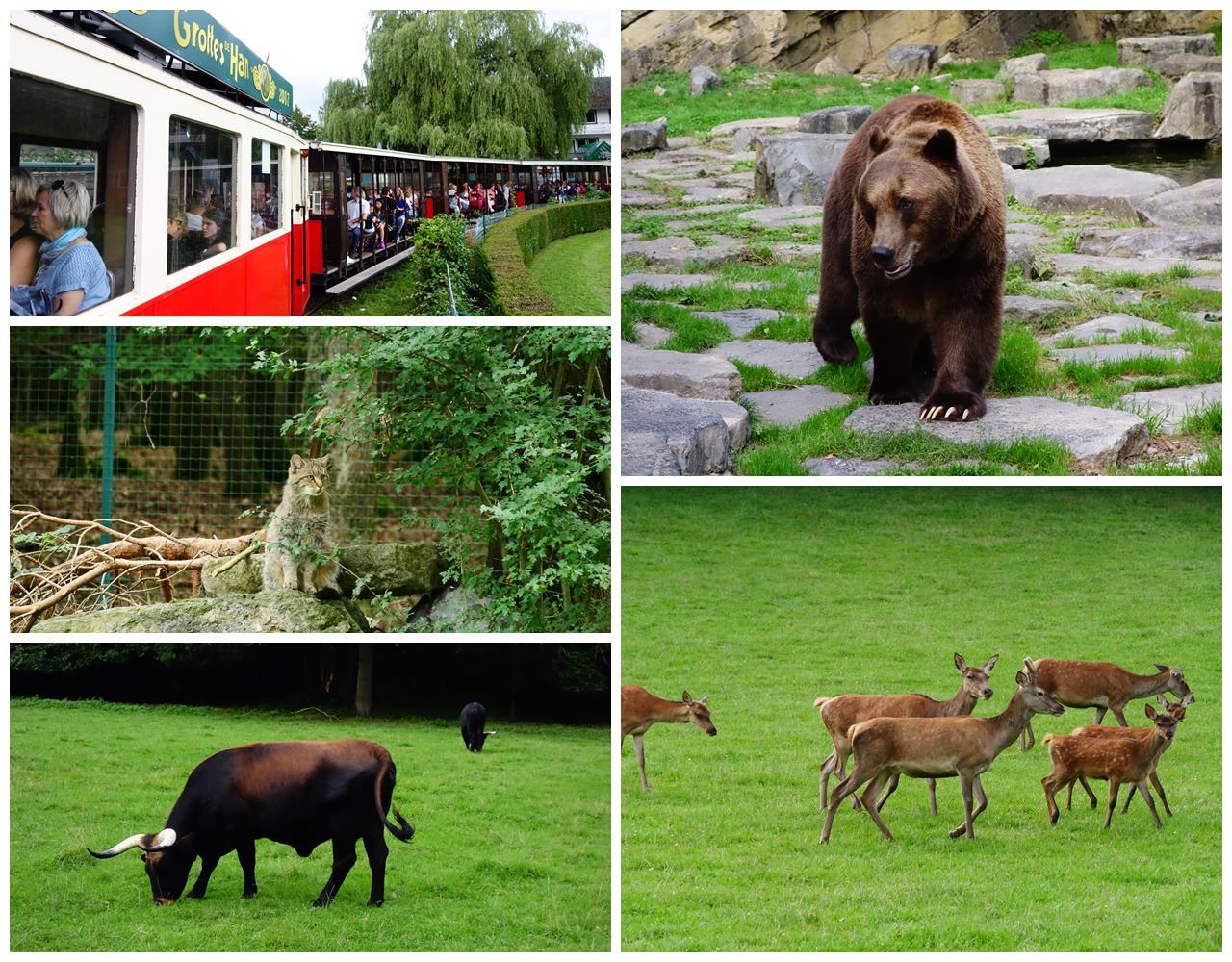 Que faire en Wallonie en famille Parc animalier de Han