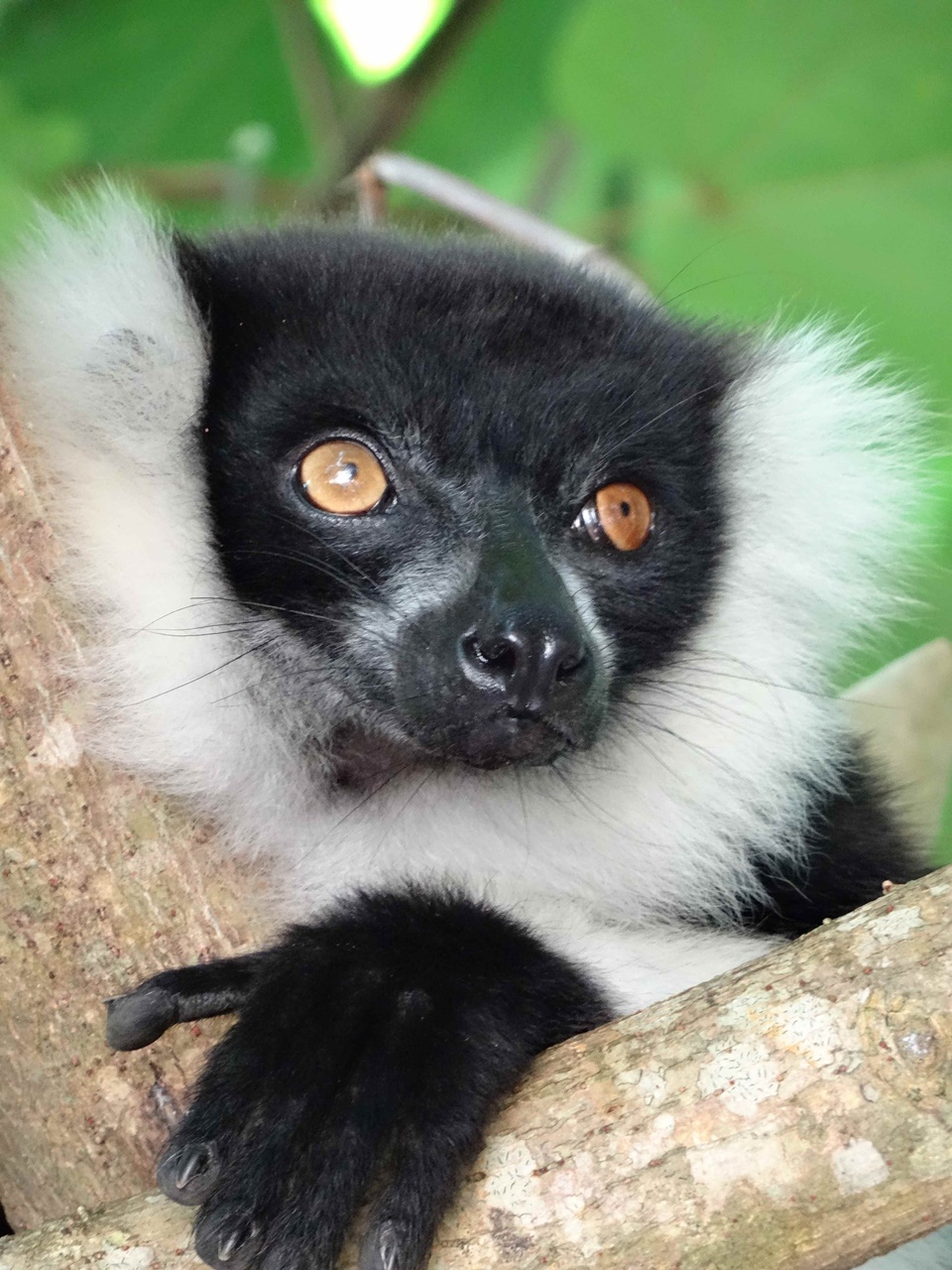 Voyage Madagasacr famille les 3 chatons 6 2 mois à Madagascar en famille | Blog VOYAGES ET ENFANTS