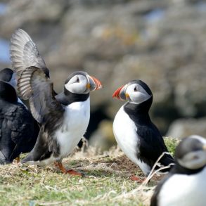 Glasgow et île de Mull en famille | Blog VOYAGES ET ENFANTS