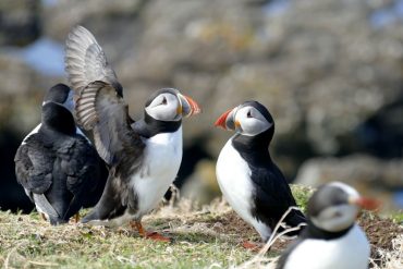 Visiter Glasgow et l'île de Mull en famille