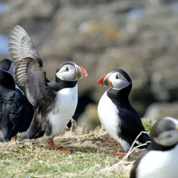 Visiter Glasgow et l'île de Mull en famille