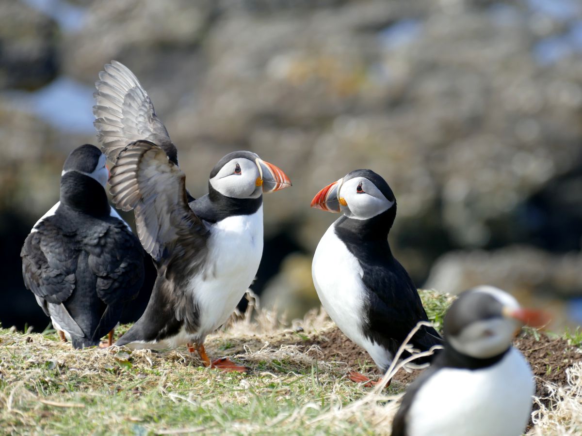 Macareux Glasgow et île de Mull en famille | Blog VOYAGES ET ENFANTS