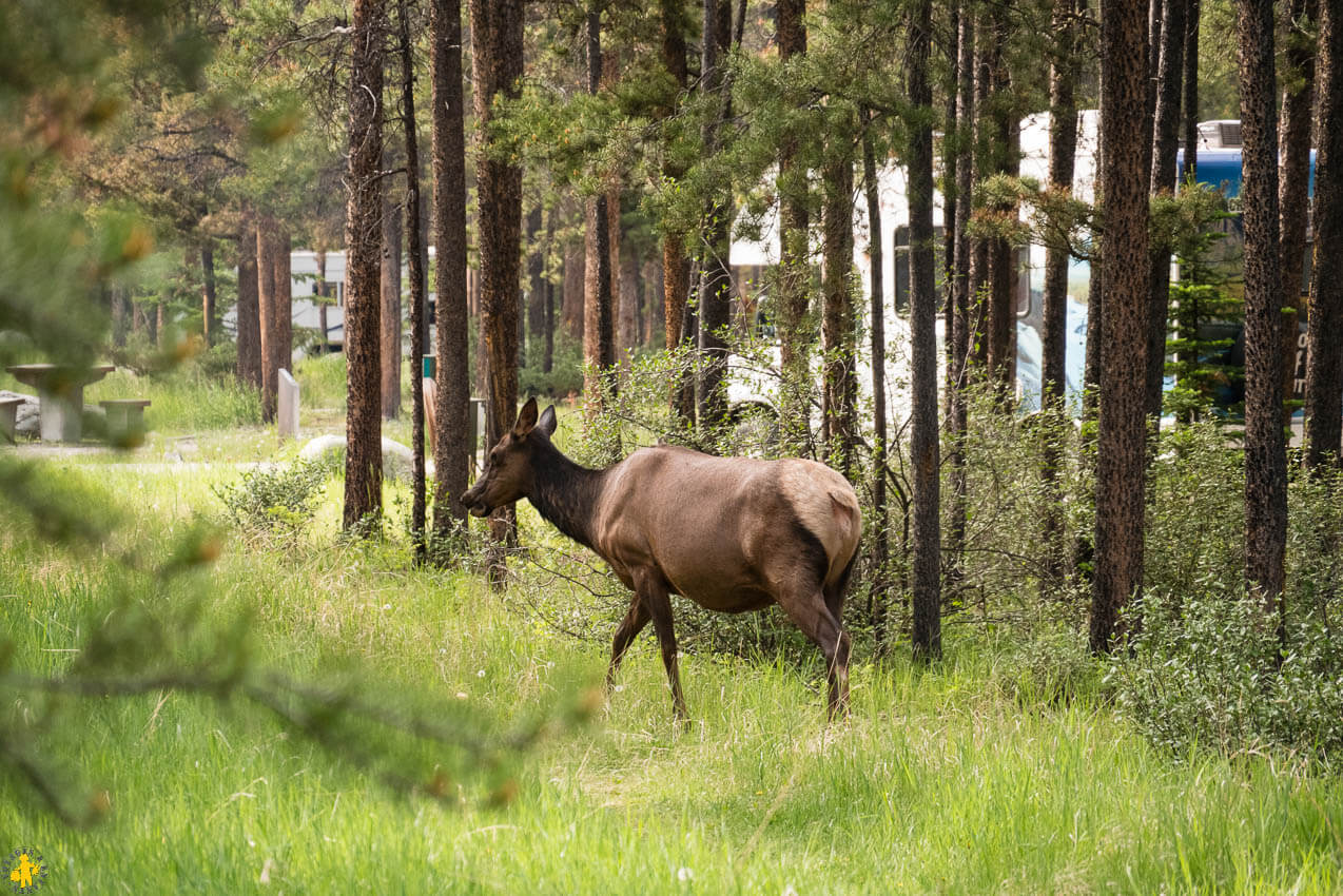 Que faire à Jasper en famille | Blog VOYAGES ET ENFANTS