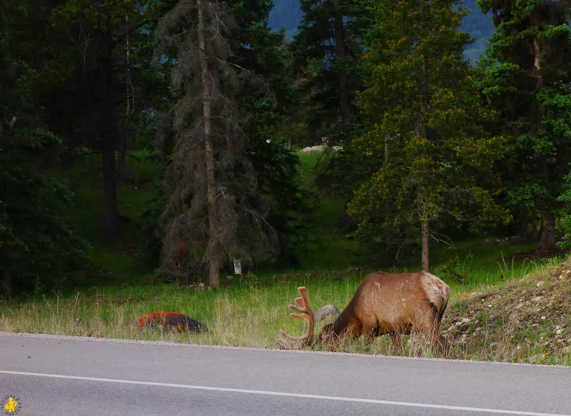 Que faire à Jasper en famille | Blog VOYAGES ET ENFANTS