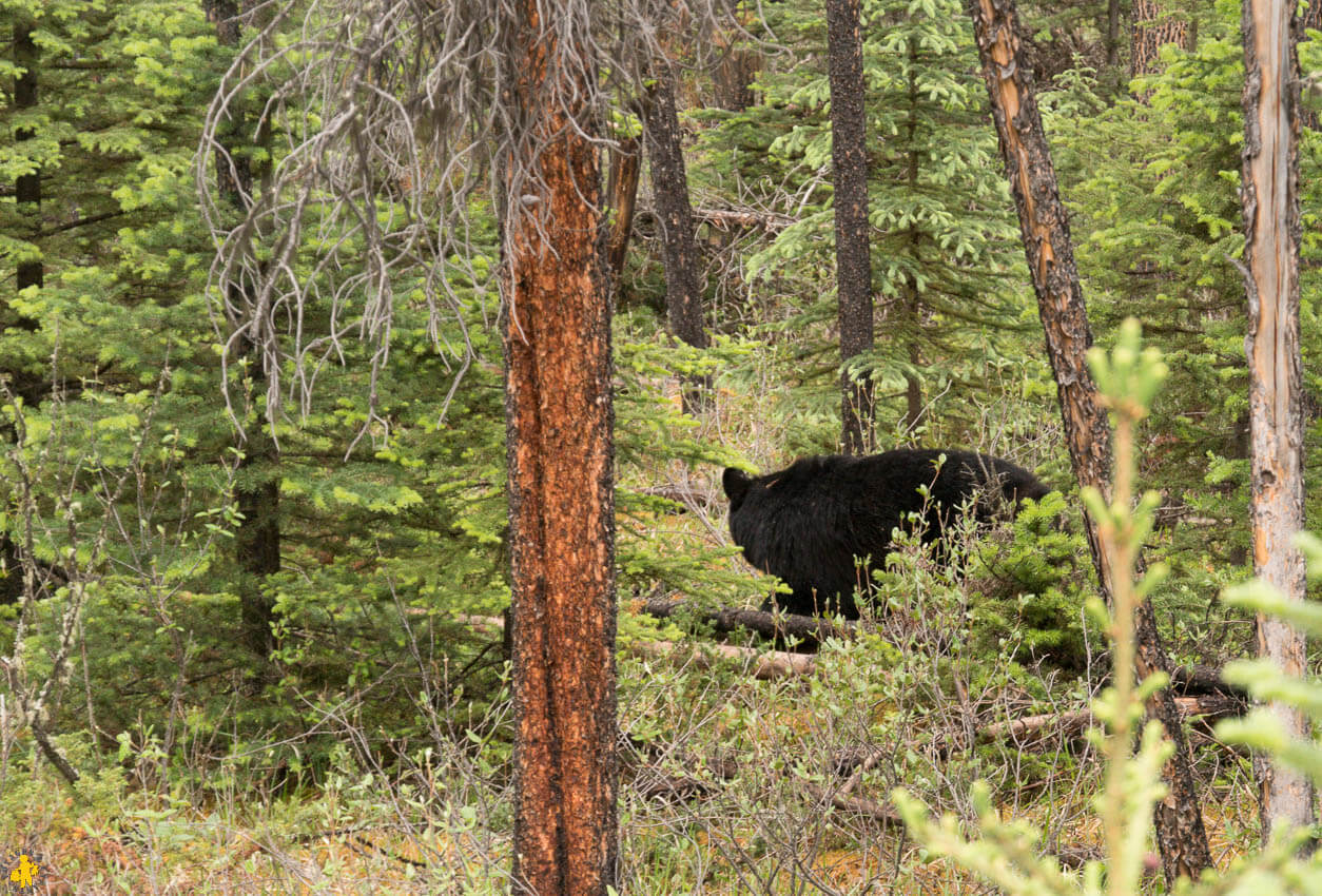 Que faire à Jasper en famille | Blog VOYAGES ET ENFANTS