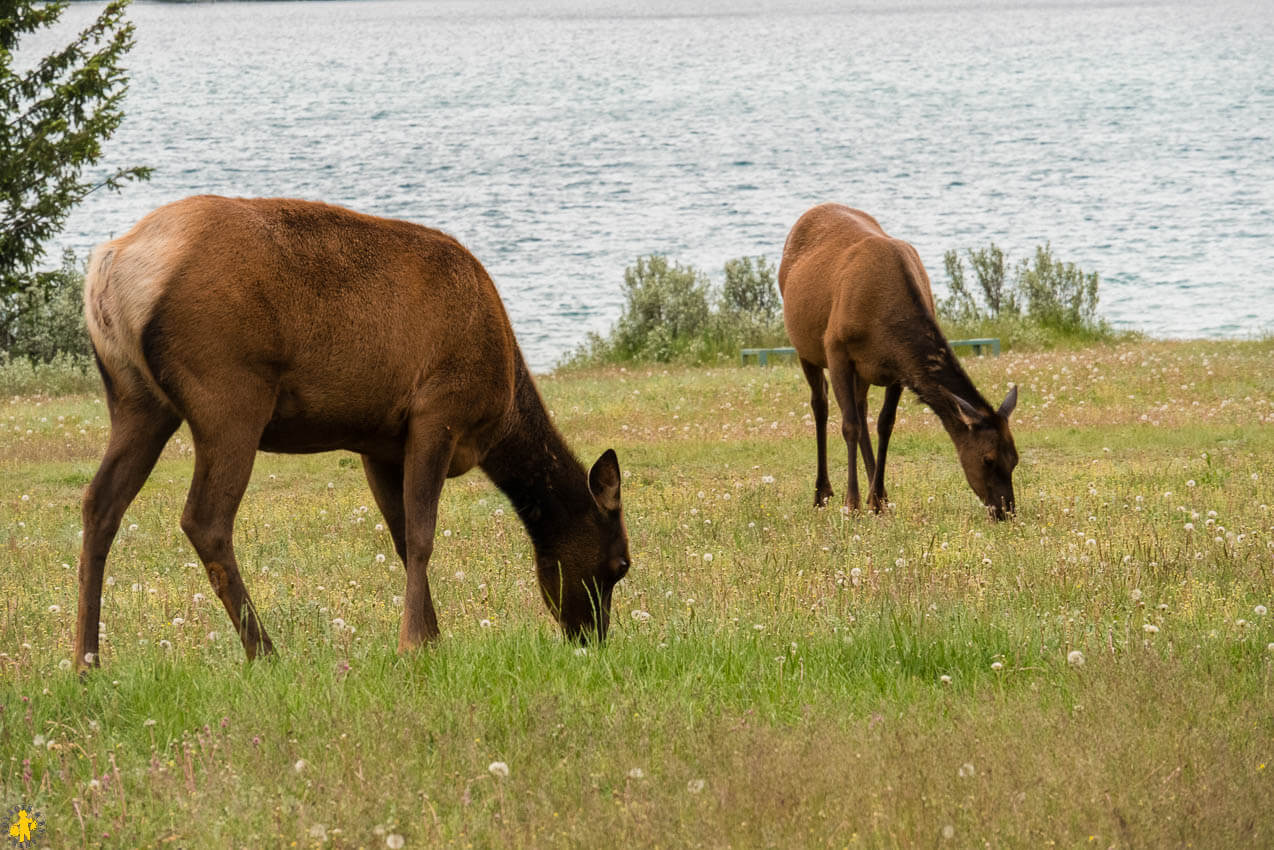 Que faire à Jasper en famille | Blog VOYAGES ET ENFANTS