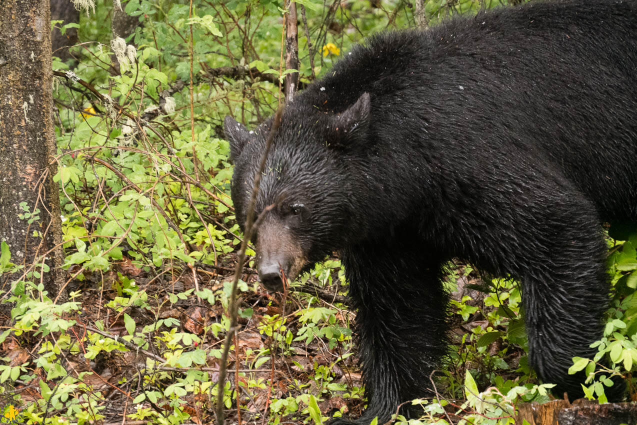 Que faire à Jasper en famille | Blog VOYAGES ET ENFANTS