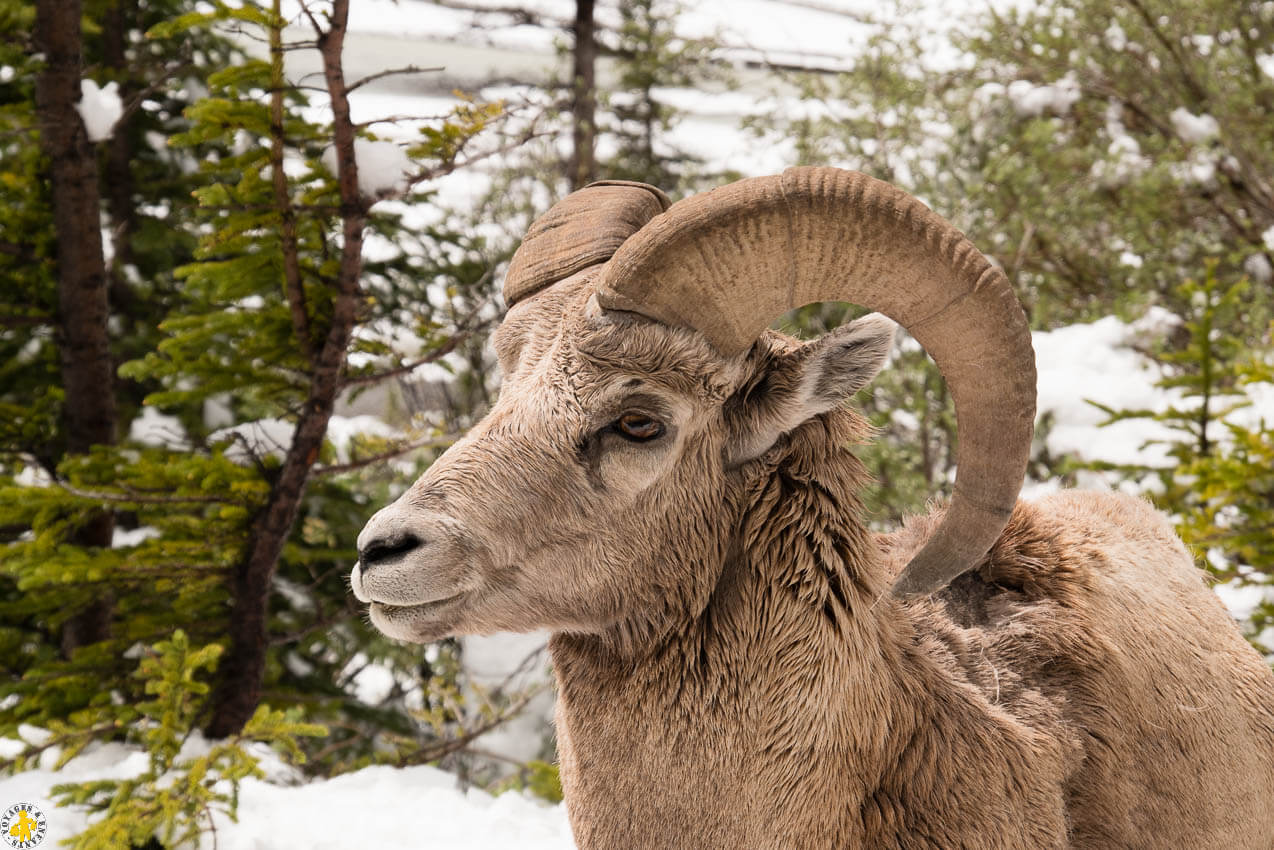 Que faire à Jasper en famille | Blog VOYAGES ET ENFANTS