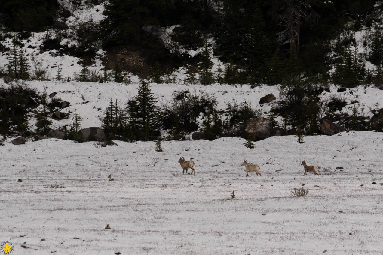 Que faire à Jasper en famille | Blog VOYAGES ET ENFANTS