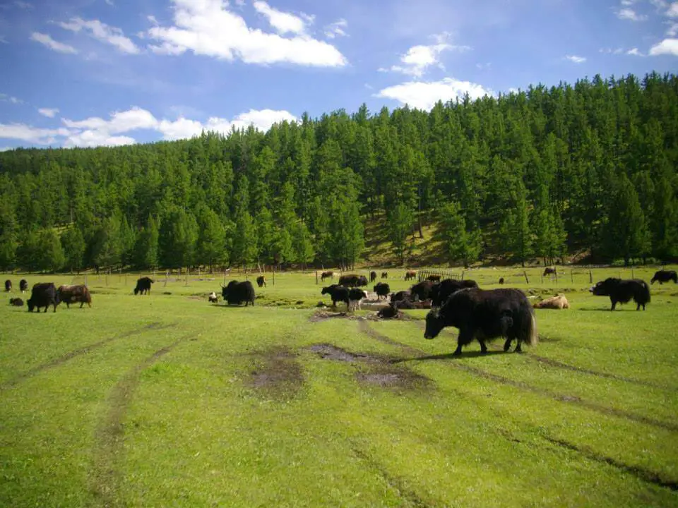 Voyage Mongolie avec bébé | Blog VOYAGES ET ENFANTS