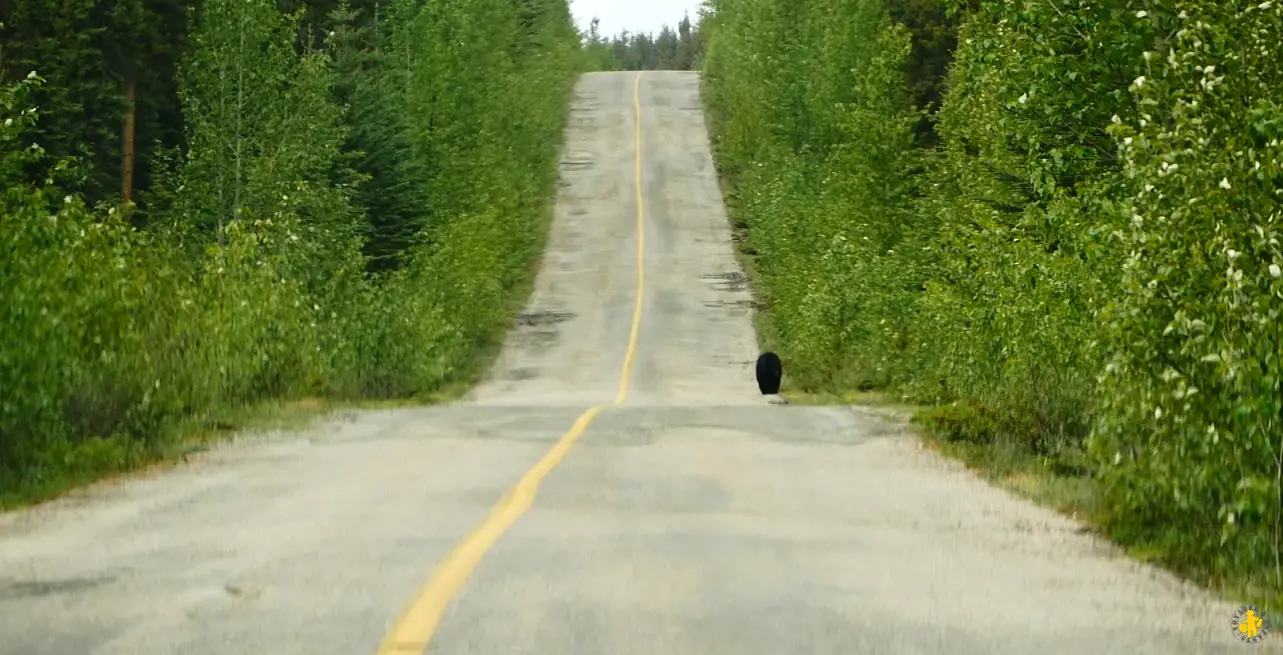 Que faire à Jasper voir ours Que faire à Jasper en famille | Blog VOYAGES ET ENFANTS