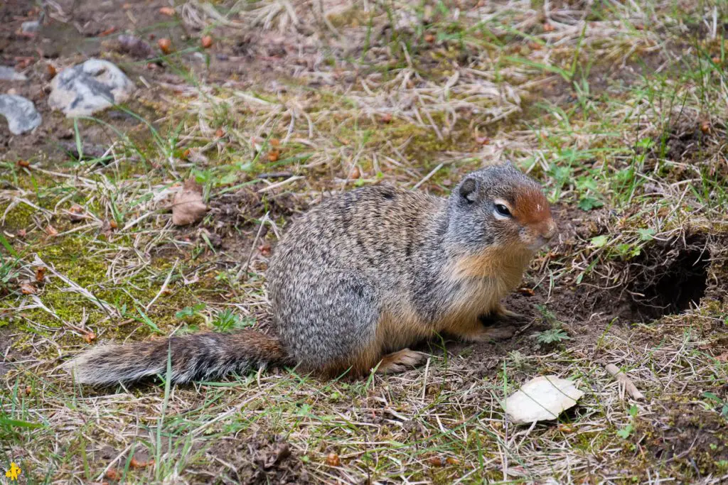 Visiter Parc Banff et Yoho en famille | VOYAGES ET ENFANTS