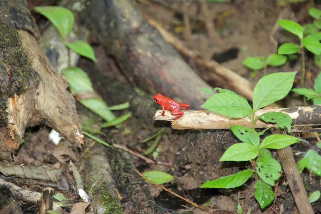 Itinéraire Costa Rica road trip 3 semaines en famille | Blog VOYAGES ET ENFANTS